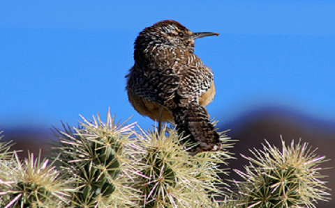 Cactus Wren